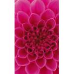 DIMEX ART Флизелинов фототапет розова георгина 150 x 250 см