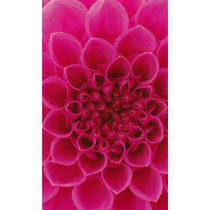 DIMEX ART Флизелинов фототапет розова георгина 150 x 250 см