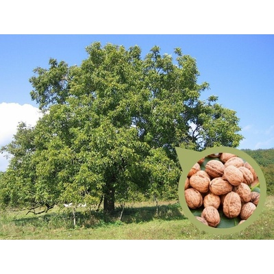 Orech kráľovský Seifersdoferský, výška 40-80 cm, kvetináč 3 l