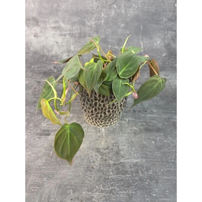 Philodendron Scandens Micans 12 cm (Nenáročná převislá pokojovka)