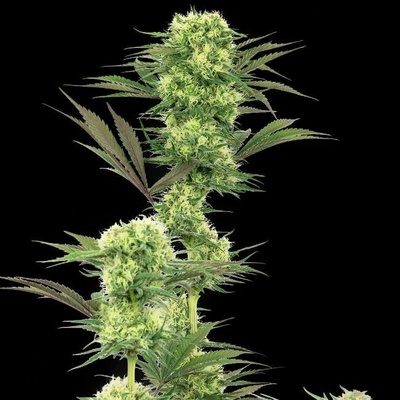 White Label Guava Jelly semena neobsahují THC 3 ks