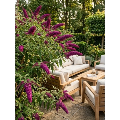 Komule Davidova 'Royal Red', Ko2L, 20-40 BUDA-RORE-1 20-40 cm, Ko 2L