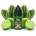 Tribal Force Green Desert 10ml - Tribal Force