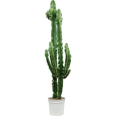 Euphorbia erytrea branched 27x165 cm