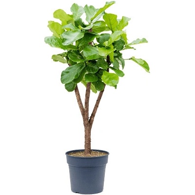 Ficus lyrata stem Pots. 34x160 cm