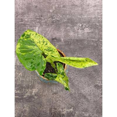 Syngonium Mottled mini