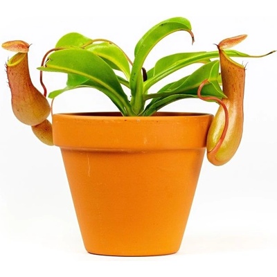Gardners Nepenthes mix, průměr 9 cm Láčkovka