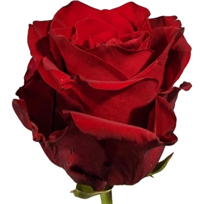 Červená růže RED TACAZZI+ 70cm (M)