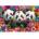 Schmidt Spiele PQ Puzzle 200 el. Three pandas