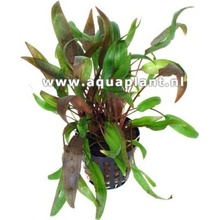 Cryptocoryne wendtii brown