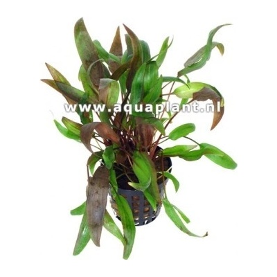 Cryptocoryne wendtii brown