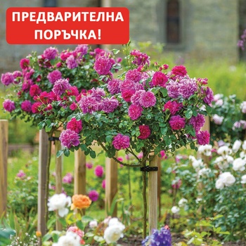 David Austin® Щамбова Роза Princess Anne (Auskitchen) - David Austin®