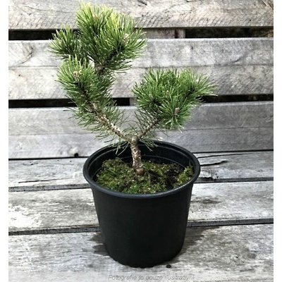 Pinus mugo 'Laurin' Prodejní velikost: 030/040, Velikost hrnku: 7,5 l – Hledejceny.cz