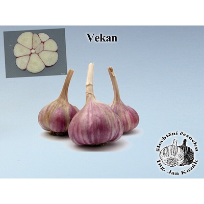 Václav Kozák Sadbový česnek - VEKAN 5-8 cibulí