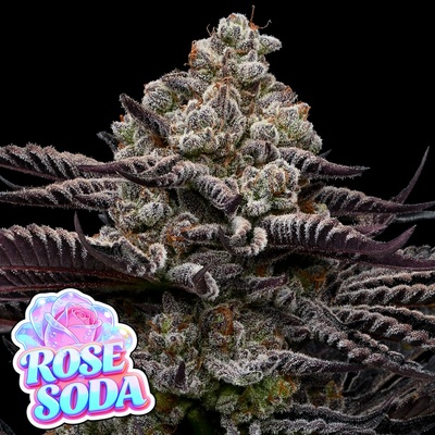 Rose Soda Anesia Seeds semena neobsahují THC 3 ks