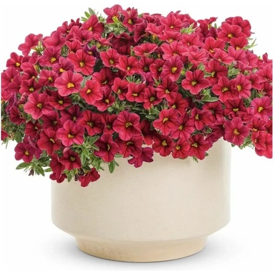 Minipetúnia Million Bells Unique Red
