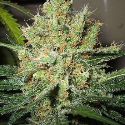 Nirvana Pure Power Plant PPP semienka neobsahujú THC 5 ks