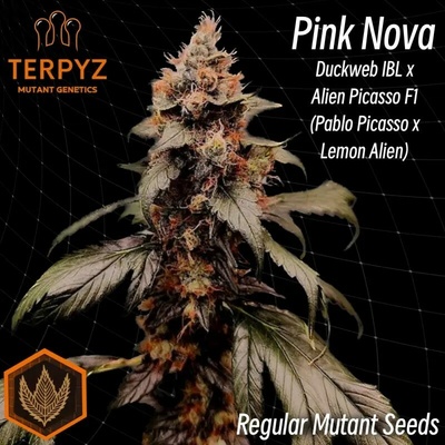 TerpyZ Mutant Genetics Pink Nova regular semienka neobsahujú THC 10 ks