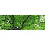 DIMEX ART Фототапет за кухня - върхове на дърветата 180 x 60 см