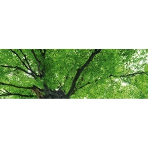 DIMEX ART Фототапет за кухня - върхове на дърветата 180 x 60 см