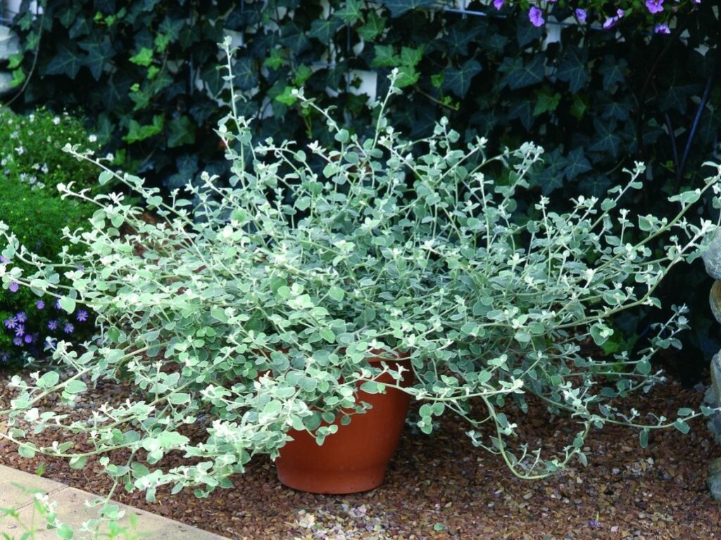 Slamiha Silver