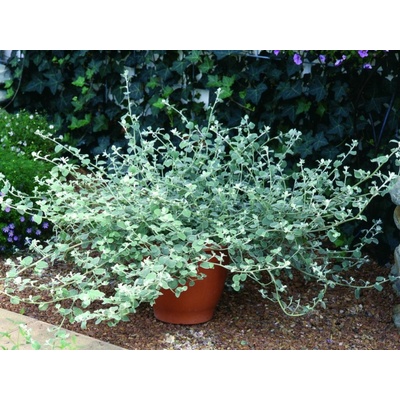 Slamiha Silver