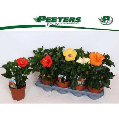 S Hibiscus Cocktail 35-30cm/8 ibišek NL, živá rostlina