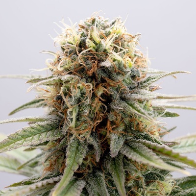 Kannabia Seeds GSC semienka neobsahujú THC 1 ks