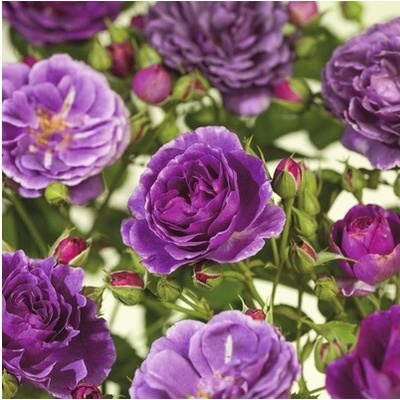 Ruža kríková 'Minerva' FloraSelf Rosa 'Minerva' kmienok 60 cm kvetináč 5 l