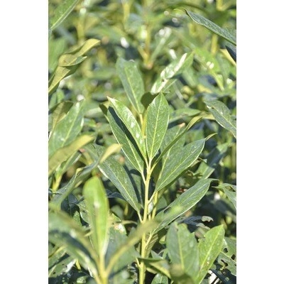 Vavrínovec lekársky Elly FloraSelf Prunus laurocerasus 'Elly'® 60-80 cm click-kvetináč