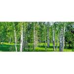 DIMEX ART Панорамни флизелинов фототапет брезова горичка 375 x 150 см
