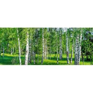 DIMEX ART Панорамни флизелинов фототапет брезова горичка 375 x 150 см
