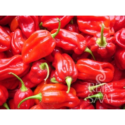Bio chilli paprika Habanero Tropical Red