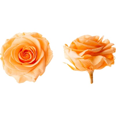 Hlavy ruží - premium 4 ks Peach - broskyňová