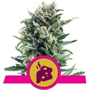 Royal Queen Seeds Blue Cheese semena neobsahují THC 3 ks