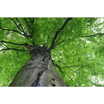 Dimex MS-5-0101 vliesová fototapeta na zeď Koruna stromu rozmery 375 x 250 cm