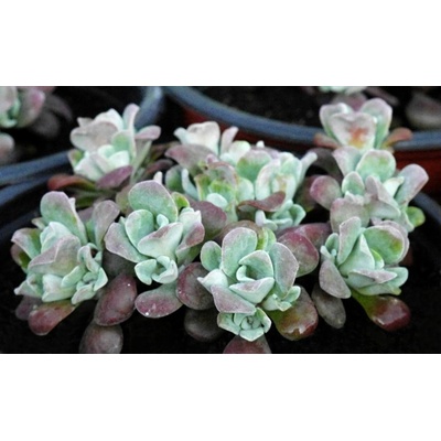 Sedum spath. 'Purpureum' Velikost hrnku: 10,5cm