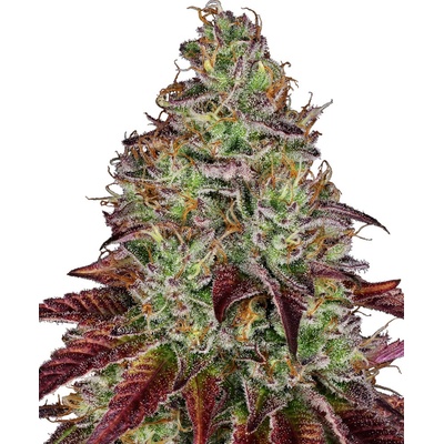 Sensi Seeds Tezla OG Research semienka neobsahujú THC 10 ks
