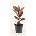Ficus elastica Belize 12x30 cm
