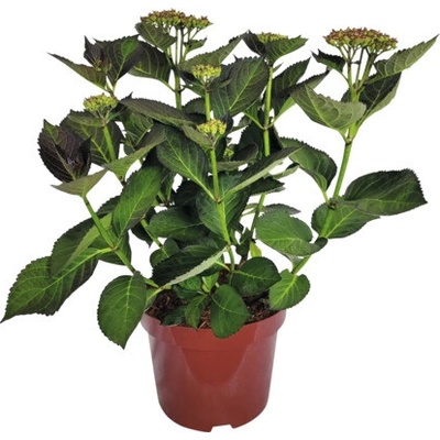 Hortenzie velkolistá Hydrangea macrophylla 'Adula Lila' výška 30-40 cm květináč 5 l fialovo-bílá