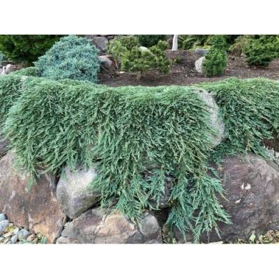 Borievka rozprestretá (Juniperus horizontalis) ´PANCAKE´ - ø 20-30 cm, kont.C2L