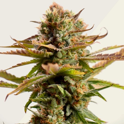 Kera Seeds Gorilla Glue Auto semena neobsahuji THC 3 ks