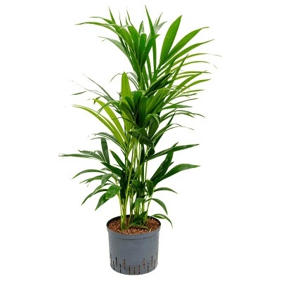 Kentia (howea) forsteriana Tuft 25/19 výška 100 cm