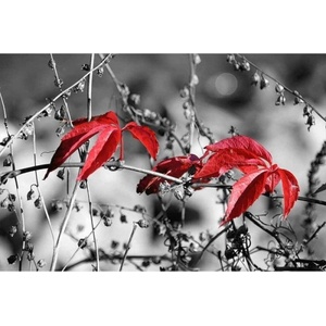 DIMEX ART Флизелинов фототапет червени листа на черен фон 375 x 250 см