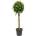 Ficus microcarpa nitida stem 38x180 cm