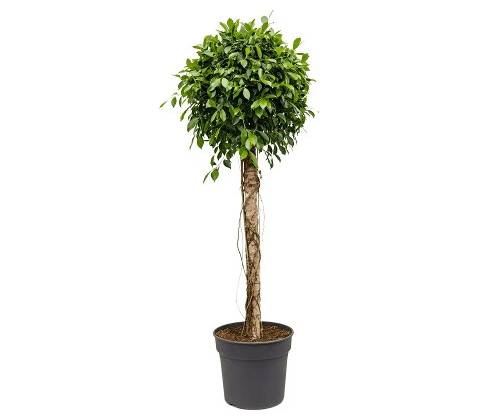 Ficus microcarpa nitida stem 38x180 cm