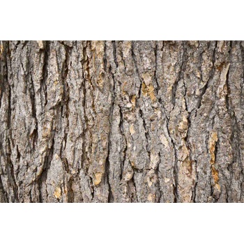 DIMEX ART s. r. o Флизелинов фототапет кора от ела 375 x 250 см