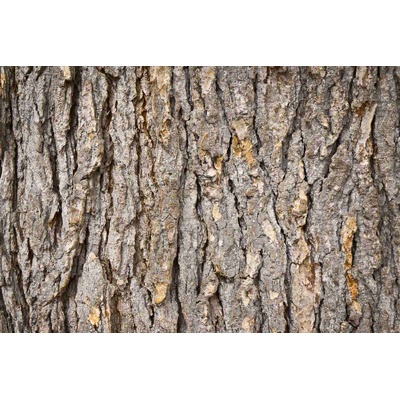 DIMEX ART Флизелинов фототапет кора от ела 375 x 250 см