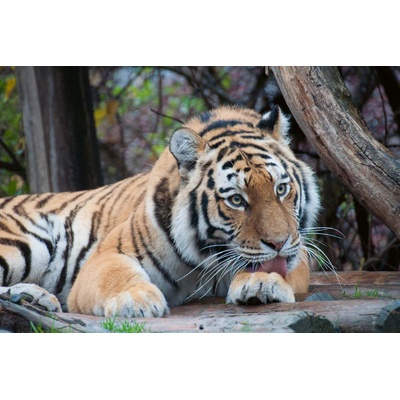 DIMEX ART Флизелинов фототапет сладък тигър 375 x 250 см