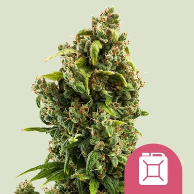 Royal Queen Seeds Sour Diesel semienka neobsahujú THC 100 ks